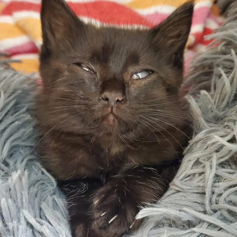 Baby Bagheera thumbnail 2