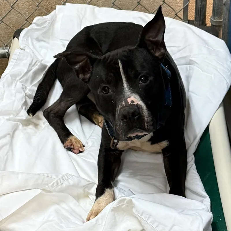 A young medium-sized male Black Mixed Breed dog named Weasel for adoption in Bennettsville, SC