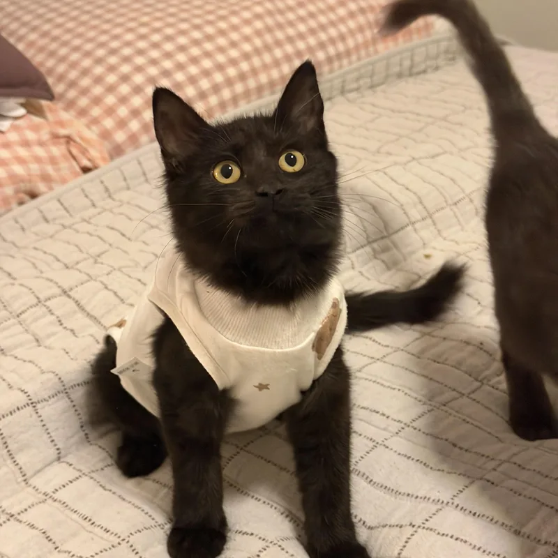 A baby small-sized female Domestic Medium Hair cat named Mitzy for adoption in Chandler, AZ