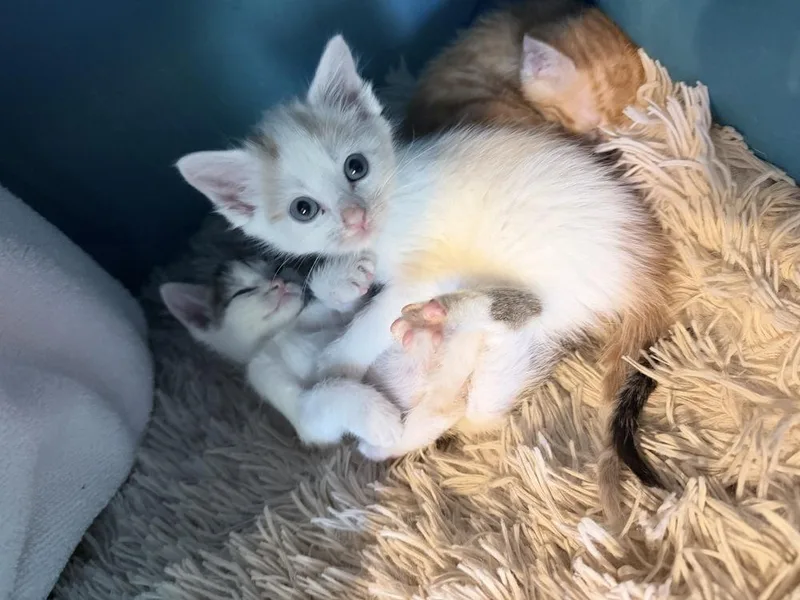 A baby small-sized male Orange & White Domestic Short Hair cat named Tito for adoption in Evergreen, CO