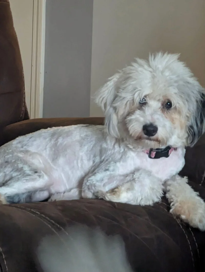 An adult small-sized female Aussiedoodle dog named Sydney for adoption in Anniston, AL
