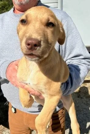 A baby small-sized male Mixed Breed dog named Gabriel for adoption in Washington, DC