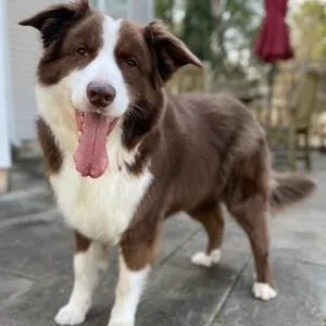 An adult large-sized male Red / Chestnut / Orange Australian Shepherd dog named Lorenzo for adoption in Collegeville, PA
