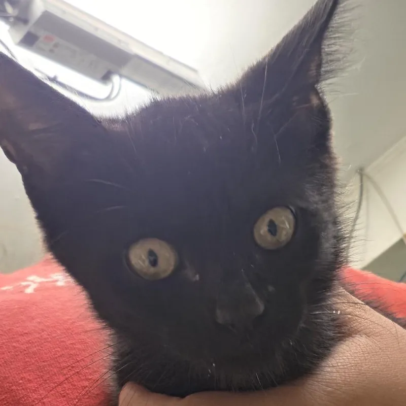 A baby small-sized male Black Domestic Short Hair cat named Lawyer for adoption in Leander, TX