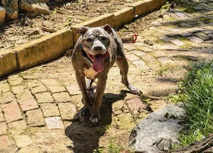 A senior large-sized male Pit Bull Terrier dog named Rocko for adoption in Atlanta, GA