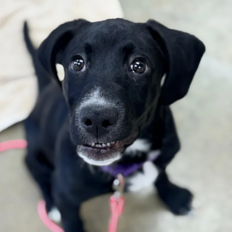 A baby small-sized male Black Black Labrador Retriever dog named Midnight for adoption in Champaign, IL