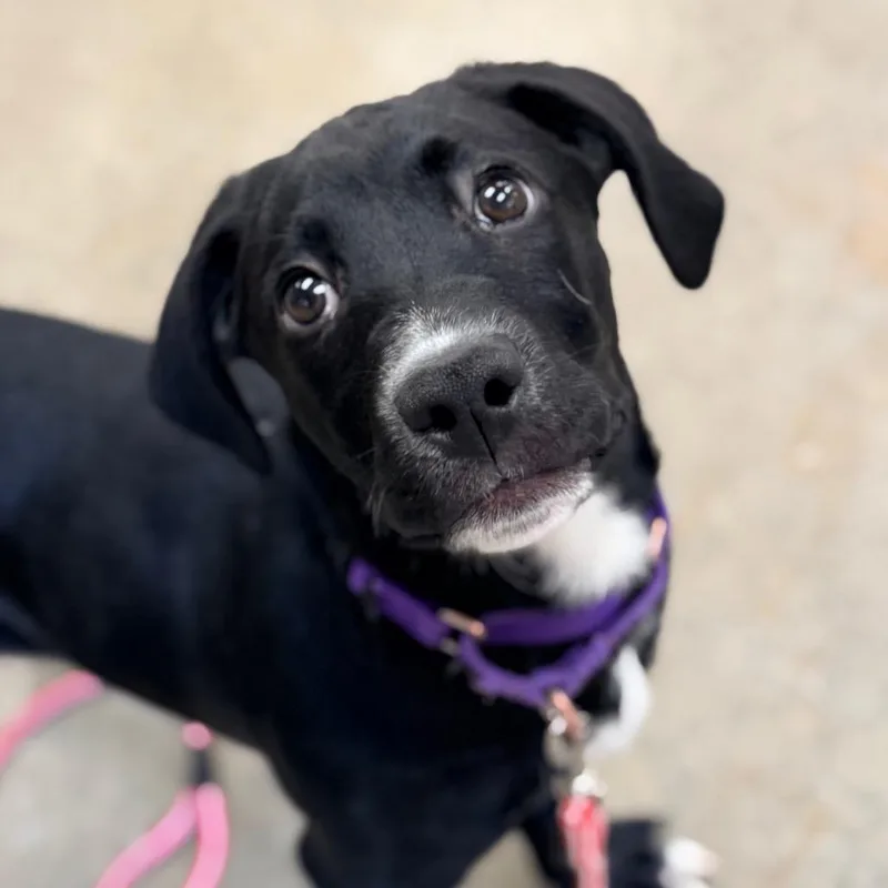 Midnight thumbnail 3