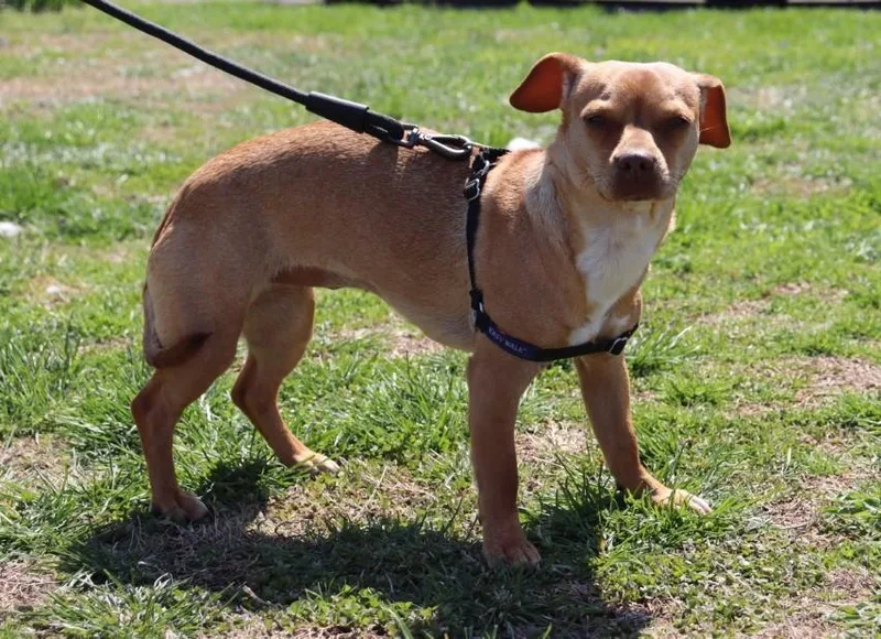 Patsy Cline thumbnail 2