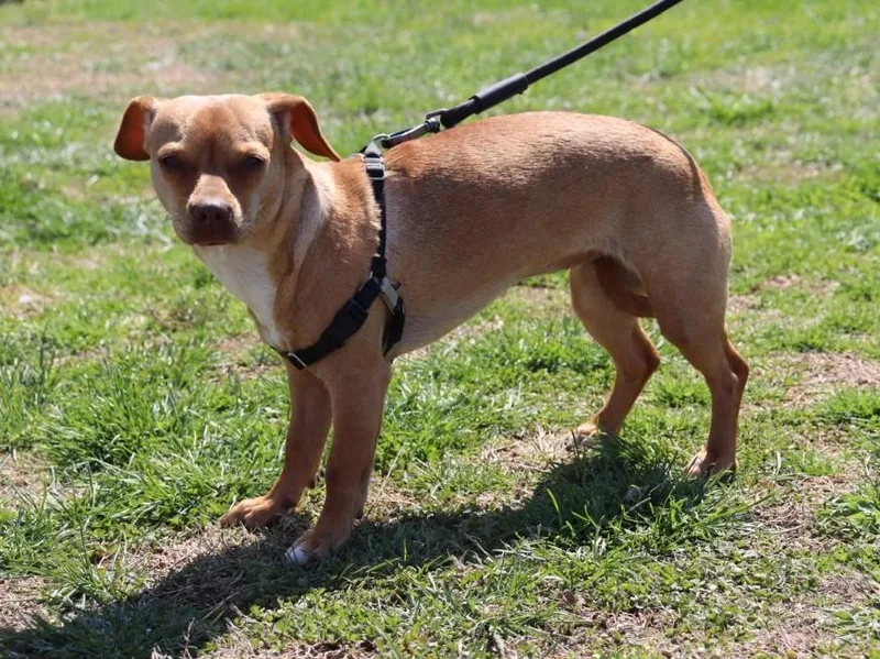 Patsy Cline thumbnail 3