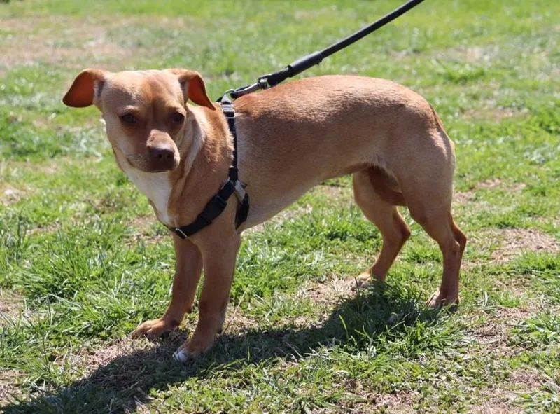 Patsy Cline thumbnail 4