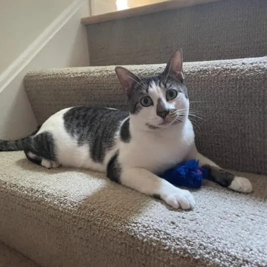 An adult medium-sized male Brown / Chocolate Domestic Short Hair cat named Sandwich for adoption in Evanston, IL
