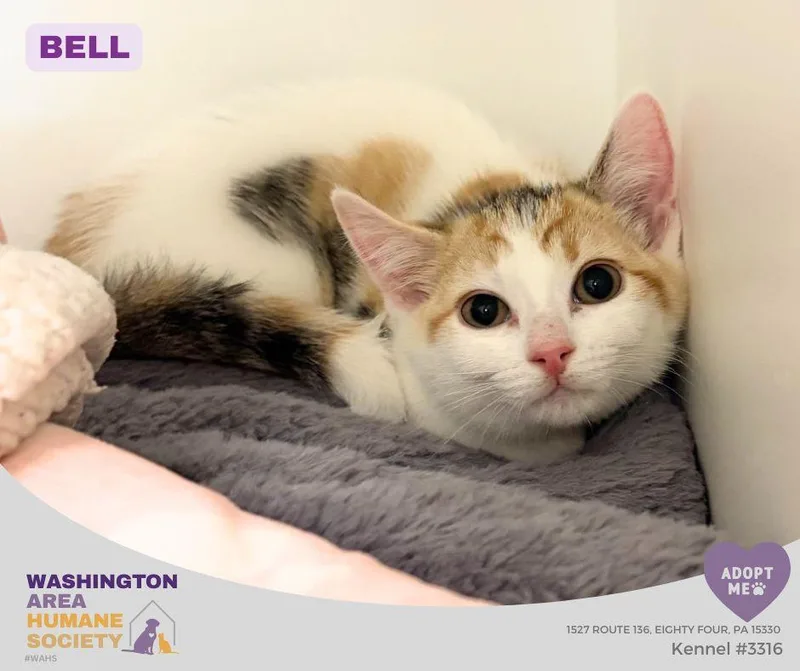 A baby small-sized female Calico Domestic Short Hair cat named Bell for adoption in Eighty Four, PA