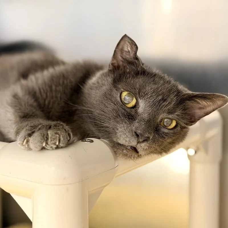 A senior medium-sized male Gray / Blue / Silver Domestic Short Hair cat named Jonas for adoption in Manahawkin, NJ
