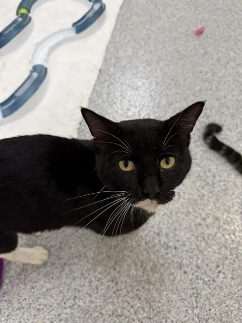 An adult medium-sized male Domestic Short Hair cat named Tucker for adoption in Naples, FL