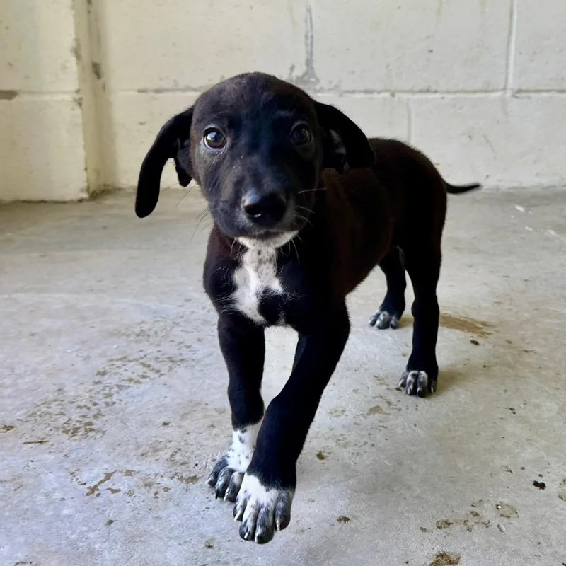 A baby medium-sized male Black Great Dane dog named Winslet for adoption in LOXAHATCHEE, FL