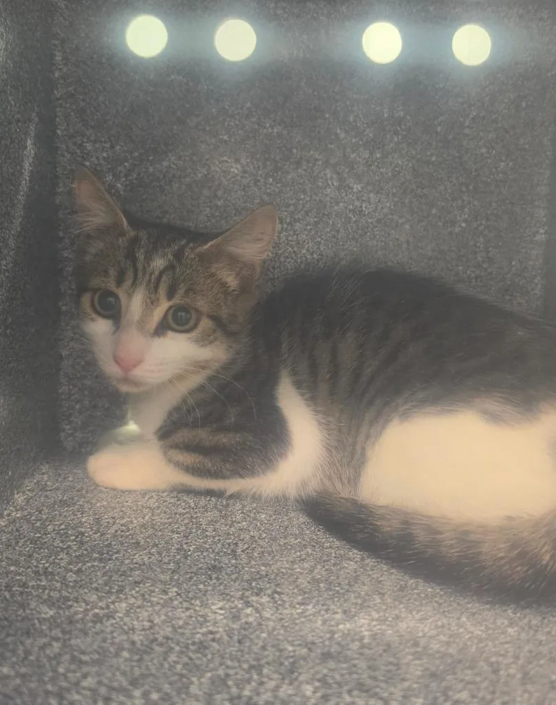 A baby small-sized male Domestic Short Hair cat named Pluto for adoption in Athens, TN