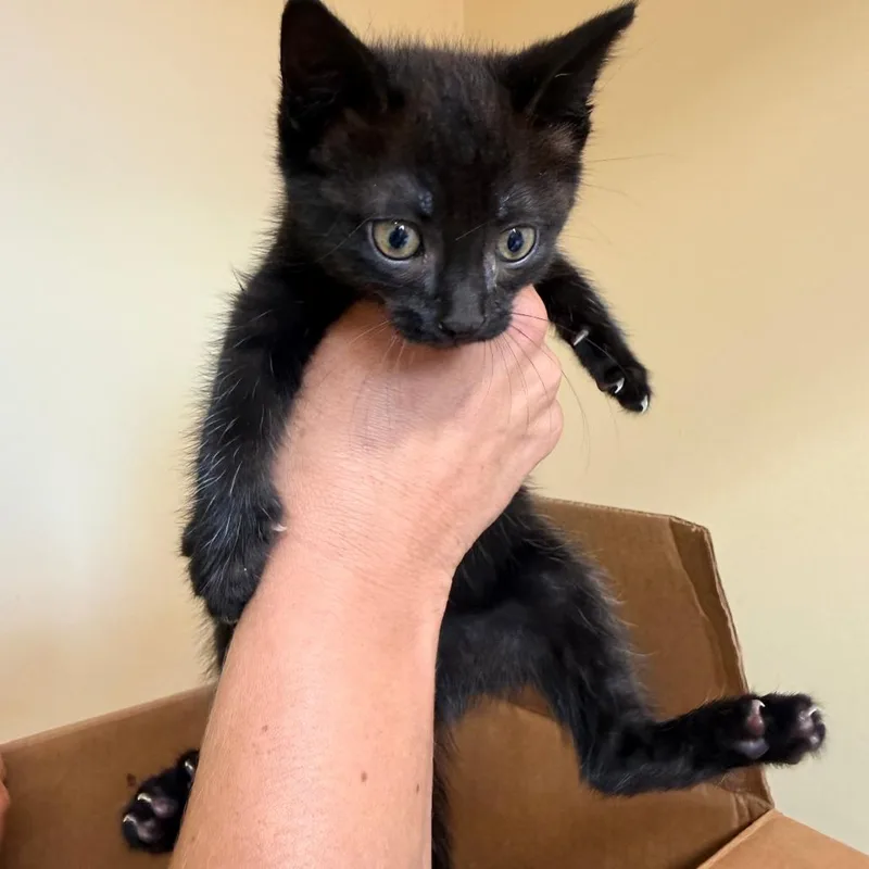 A baby small-sized female Black Domestic Short Hair cat named Pepper for adoption in Corinth, MS