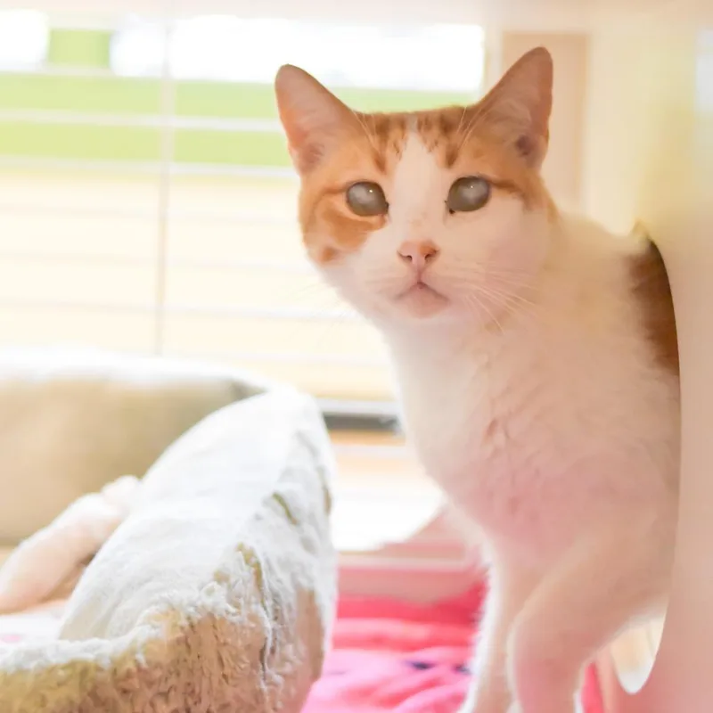 Gilligan thumbnail 3