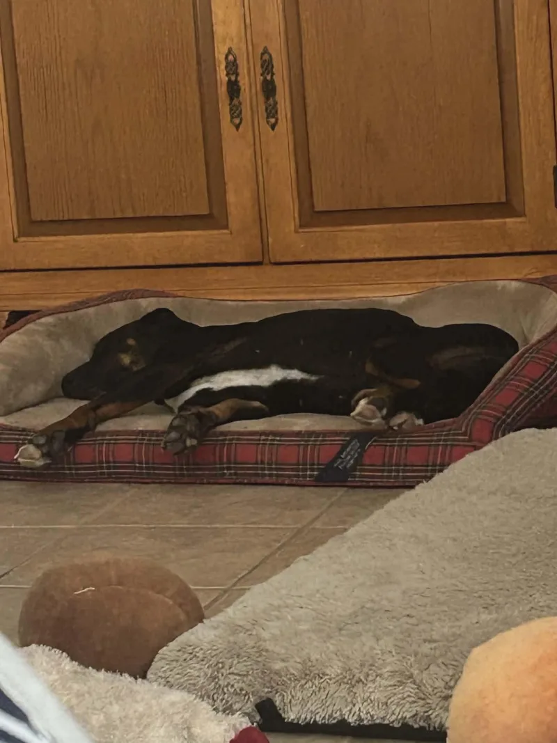 Marley . thumbnail 3