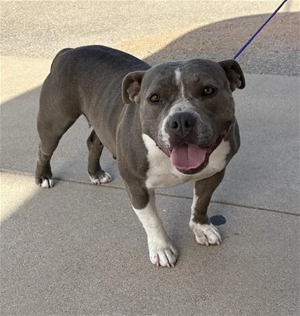 An adult medium-sized female Pit Bull Terrier dog named Precious for adoption in Killeen, TX