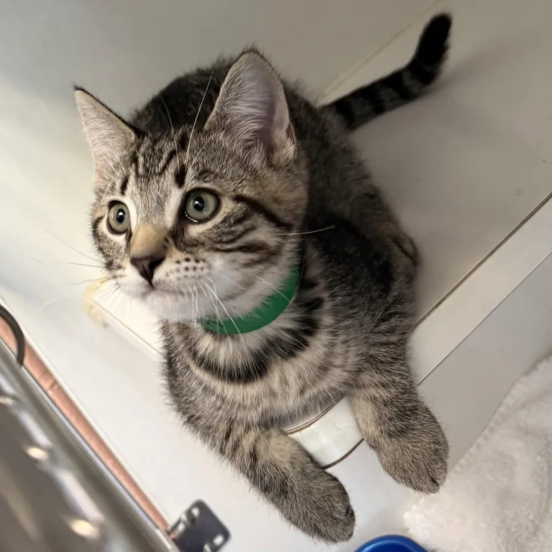 A baby small-sized male Brown / Chocolate Domestic Short Hair cat named Stephen for adoption in Oakland, CA