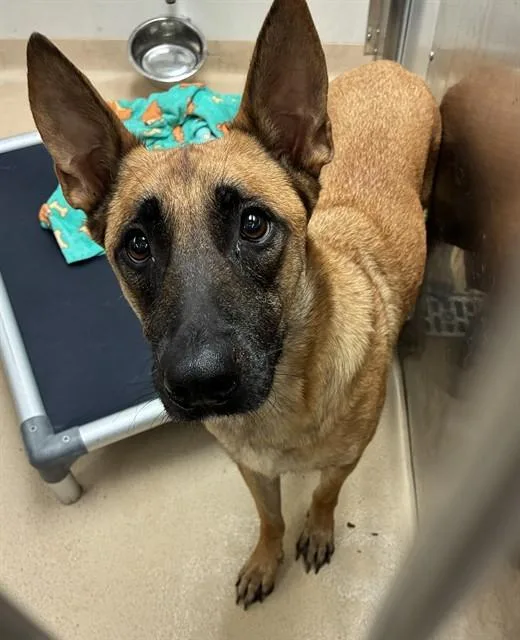 A young large-sized female Belgian Shepherd / Malinois dog named Tokyo for adoption in Olivette, MO