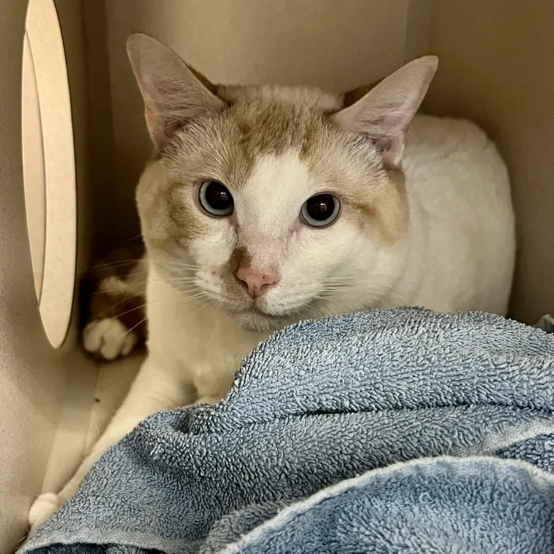 A young large-sized male Flame Point Domestic Short Hair cat named Oatmeal for adoption in Tacoma, WA