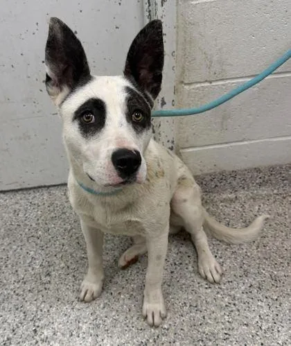 An adult large-sized male White / Cream Mixed Breed dog named Gooseberry for adoption in Kansas City, MO