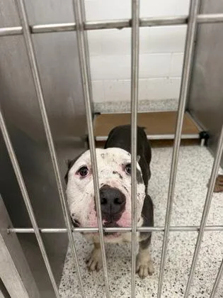 An adult large-sized male Pit Bull Terrier dog named Dough Boy for adoption in Atlanta, GA