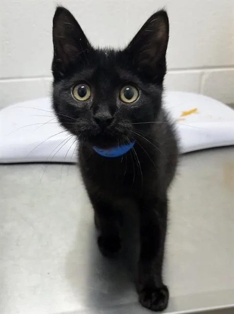A baby small-sized male Domestic Short Hair cat named Melvin for adoption in Upper Marlboro, MD