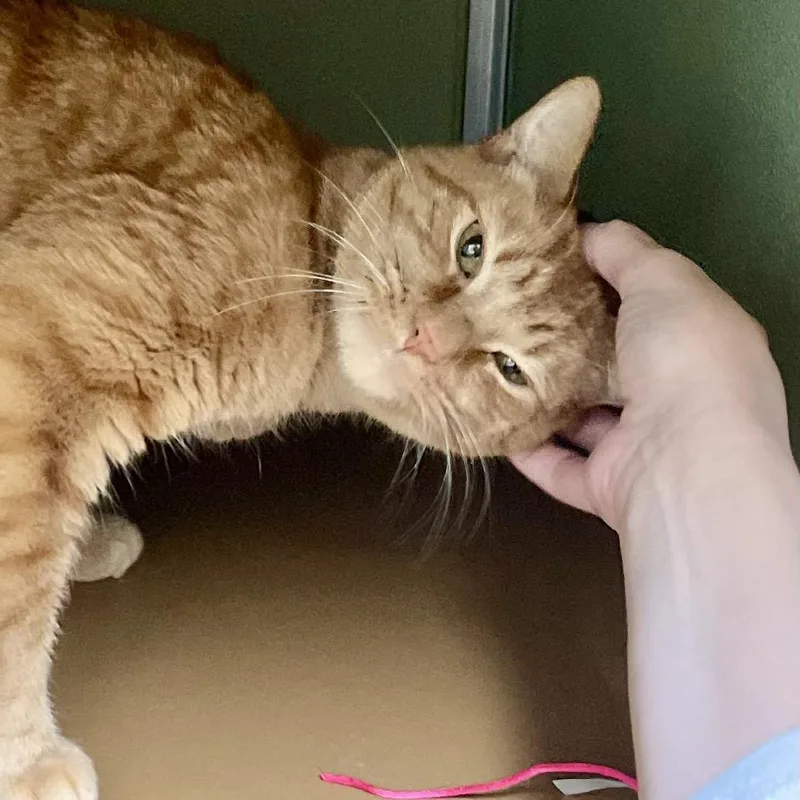 Franklin thumbnail 2