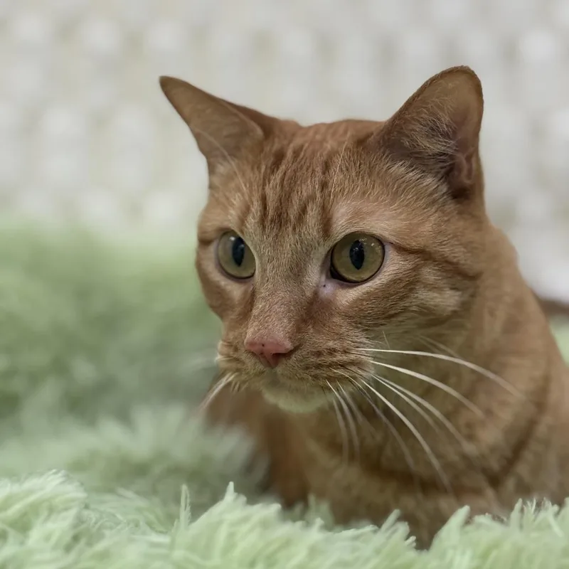 Franklin thumbnail 3