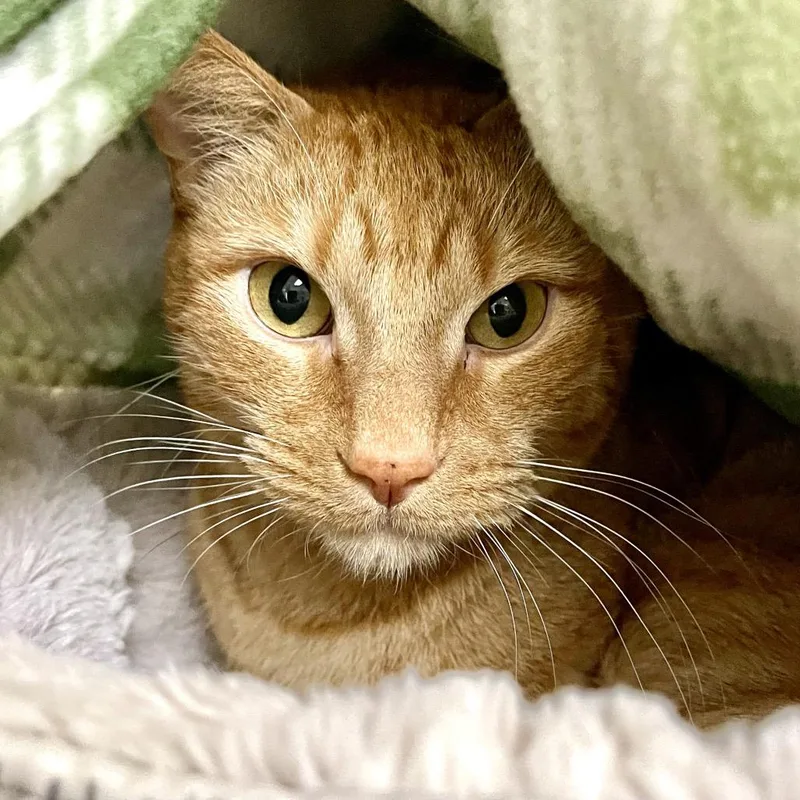 Franklin thumbnail 4