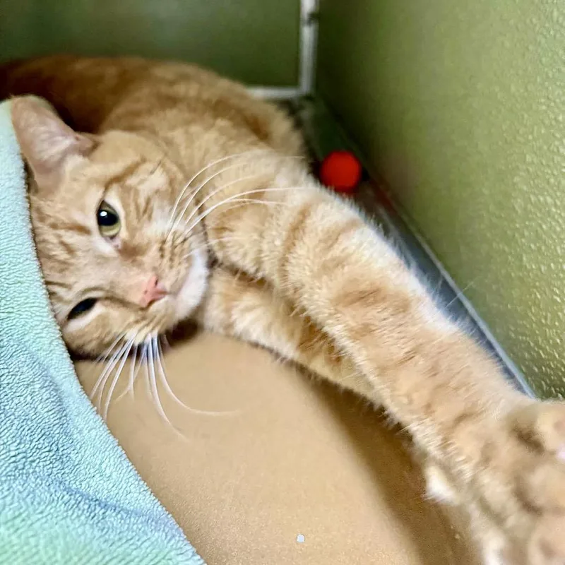 Franklin thumbnail 5