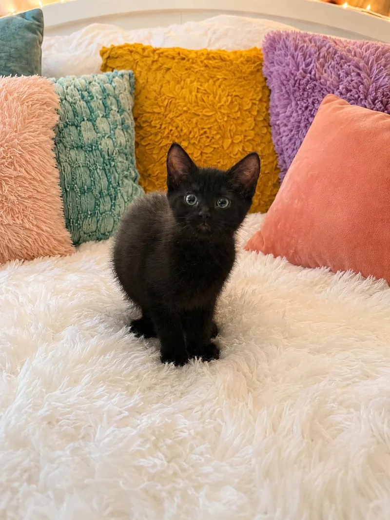 A baby small-sized female Domestic Short Hair cat named Modelo & Jalapena for adoption in Hickory, NC