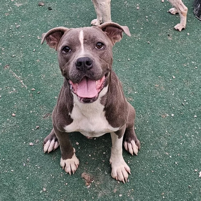 A young medium-sized male Boxer dog named Thomas for adoption in North Myrtle Beach, SC