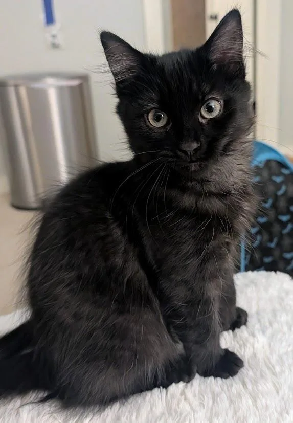 A baby medium-sized male Domestic Medium Hair cat named Stardust for adoption in Youngsville, NC