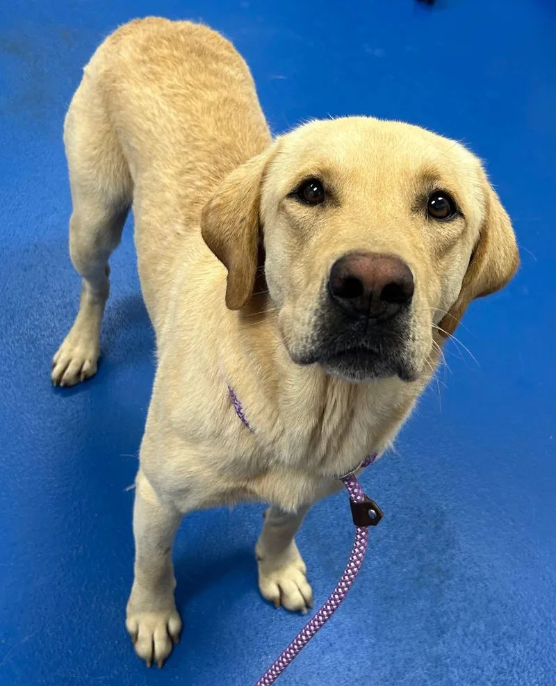 An adult large-sized male Yellow / Tan / Blond / Fawn Labrador Retriever dog named Gus for adoption in Elkton, MD