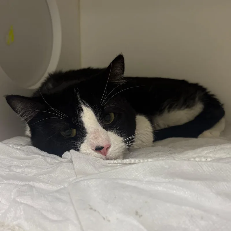An adult medium-sized male Black Domestic Short Hair cat named Smokey Joseph for adoption in Philadelphia, PA