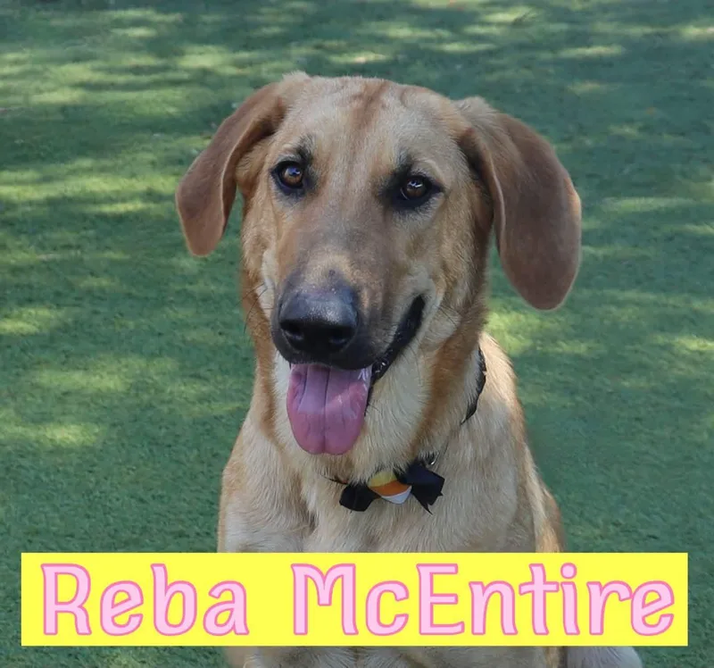 A young large-sized female Hound dog named Reba for adoption in Keller, TX