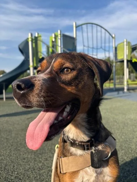 A young medium-sized male Tricolor (Brown, Black, & White) Black and Tan Coonhound dog named Ren for adoption in Portland, OR