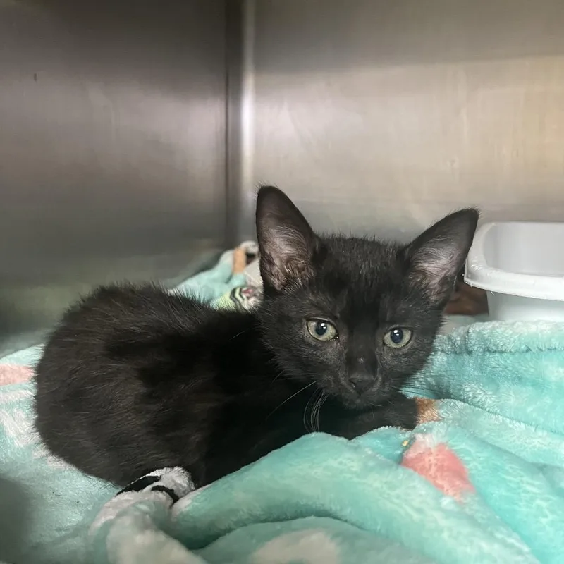 A baby small-sized female Black Domestic Short Hair cat named Cocobean for adoption in Lakeland, FL