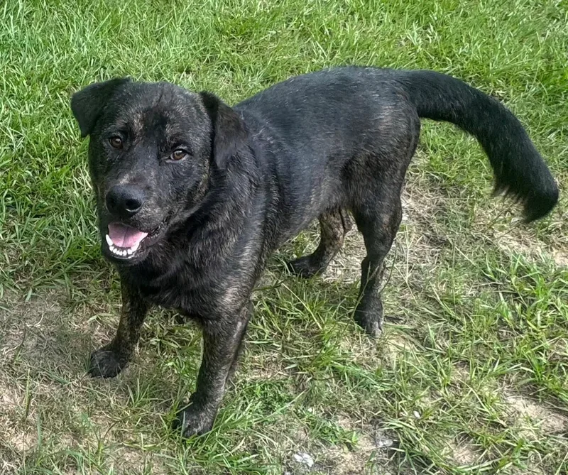 A young medium-sized male Brindle Labrador Retriever dog named Bear for adoption in Bryan, TX