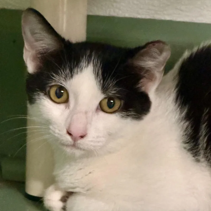 A baby small-sized female White Domestic Short Hair cat named Poppet for adoption in Decatur, GA
