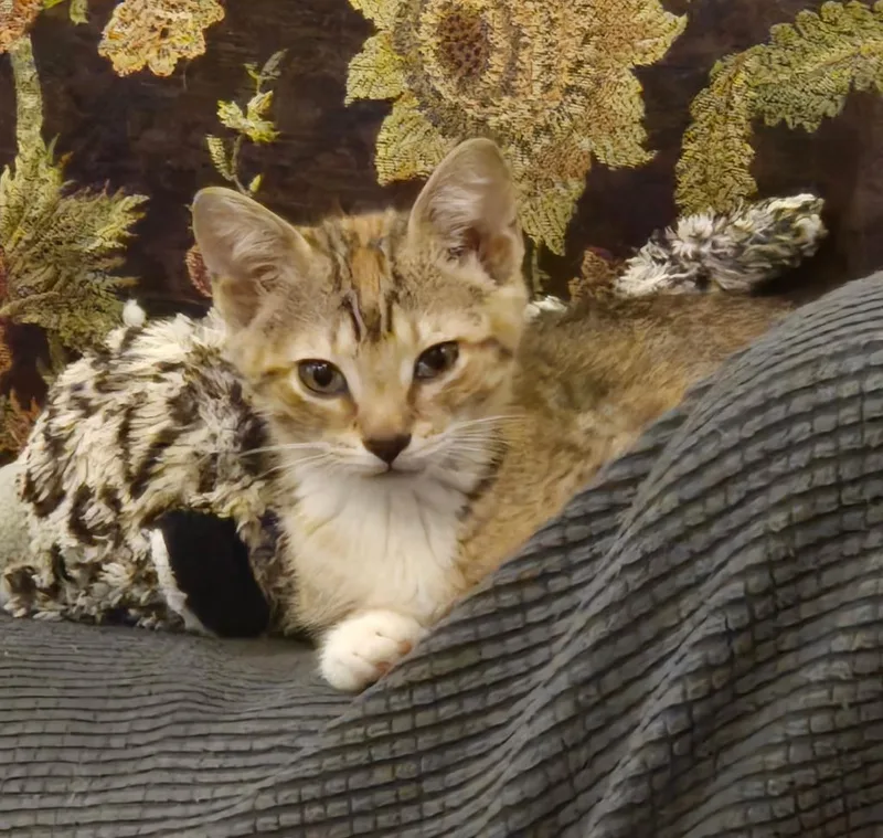 A baby medium-sized female Domestic Short Hair cat named Velma for adoption in Fayetteville, TN
