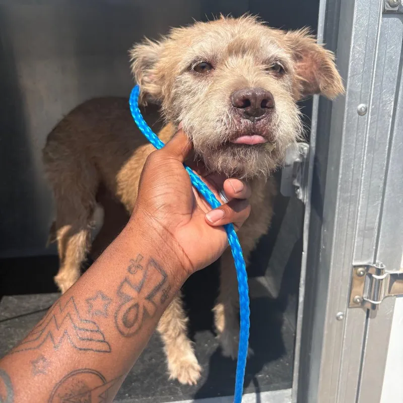 An adult medium-sized female Yellow / Tan / Blond / Fawn Mixed Breed dog named Star for adoption in Bryan, TX