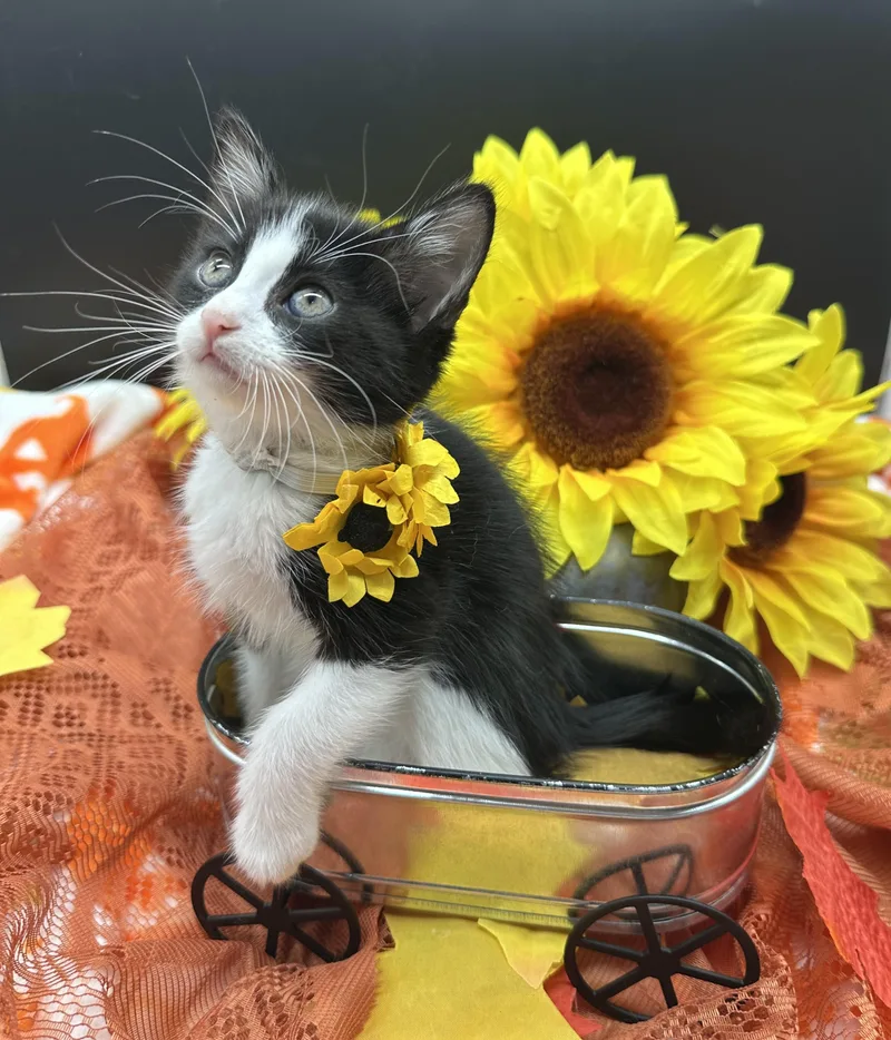A baby small-sized female Black & White / Tuxedo Domestic Medium Hair cat named Paisley for adoption in HUNTINGTON BEACH, CA