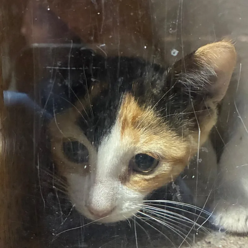 A baby small-sized female Domestic Short Hair cat named Swiss for adoption in Novelty, OH