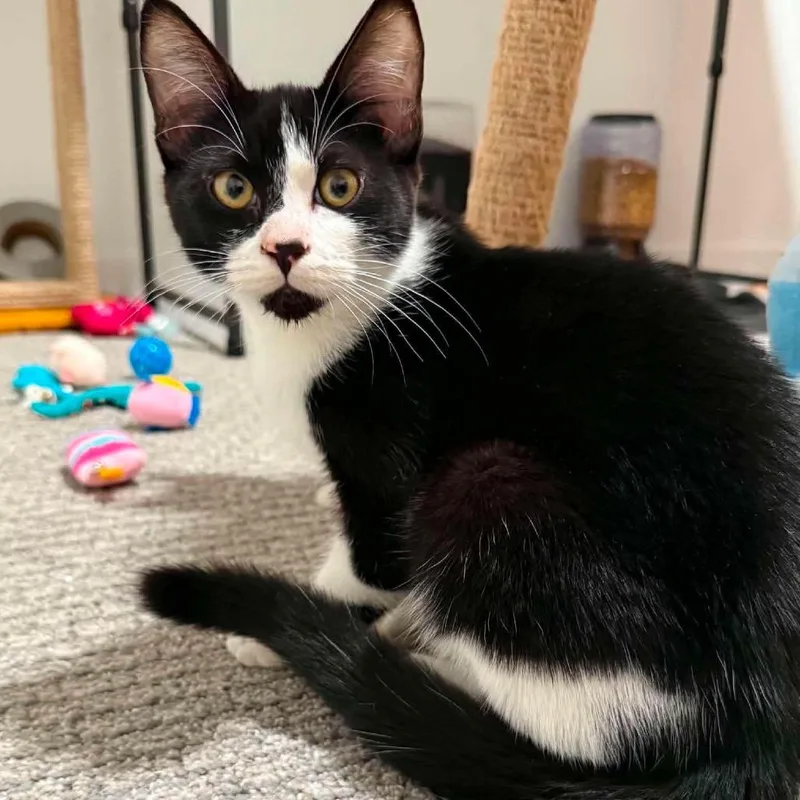 A baby small-sized male Black Domestic Short Hair cat named Neville for adoption in Nampa, ID