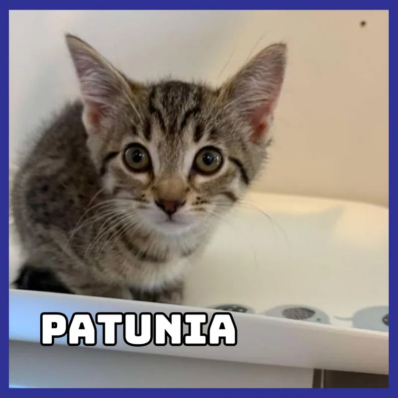 Patunia